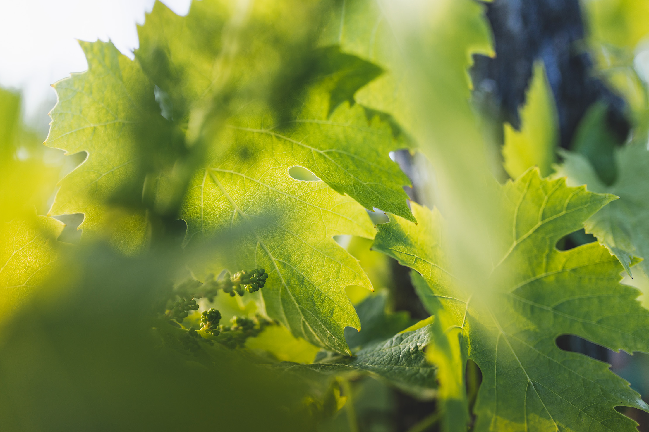 Pieds de vigne en bonne santé