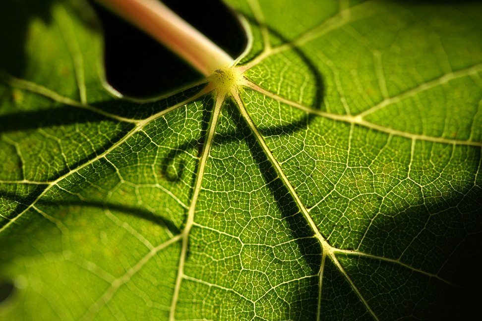 Feuille de vigne