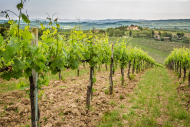 Flavescence dorée et vignes