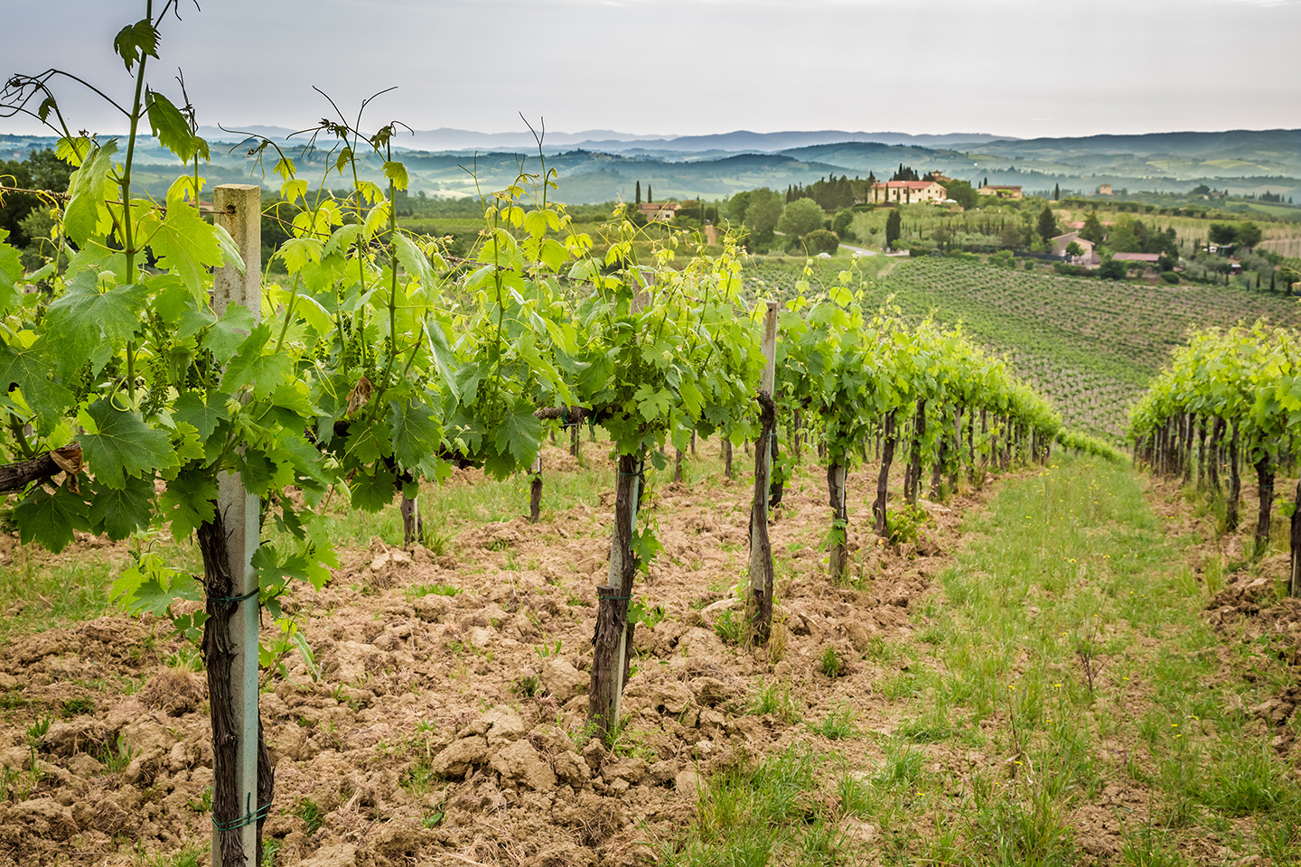 Flavescence dorée et vignes
